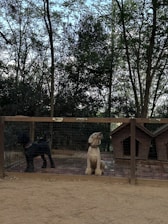 Two dogs are sitting in a fenced area with names labeled 'Coco' and 'Chanel' above them. The area includes two wooden dog houses. The background shows a dense arrangement of trees with a mix of green and brown leaves, and the ground appears to be covered in dirt.
