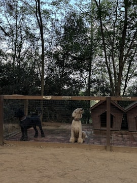 Two dogs are sitting in a fenced area with names labeled 'Coco' and 'Chanel' above them. The area includes two wooden dog houses. The background shows a dense arrangement of trees with a mix of green and brown leaves, and the ground appears to be covered in dirt.