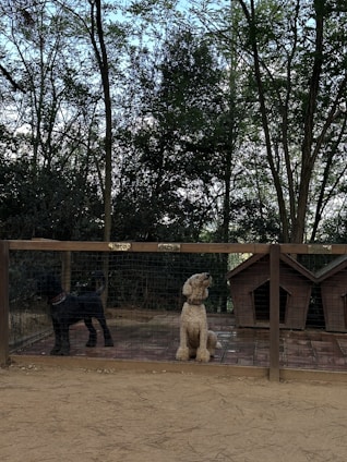 Two dogs are sitting in a fenced area with names labeled 'Coco' and 'Chanel' above them. The area includes two wooden dog houses. The background shows a dense arrangement of trees with a mix of green and brown leaves, and the ground appears to be covered in dirt.