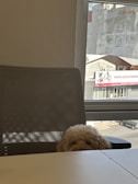 A cute dog with a headset, pretending to manage marketing campaigns in a bright office.
