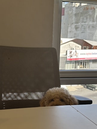 A cute dog with a headset, pretending to manage marketing campaigns in a bright office.