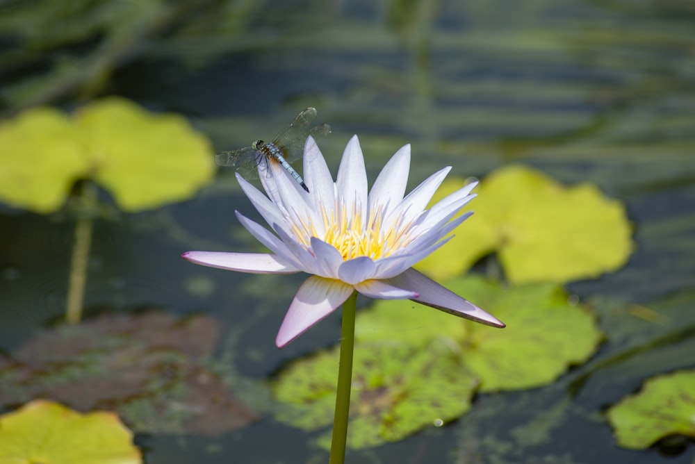 a white water lily with a bee on it