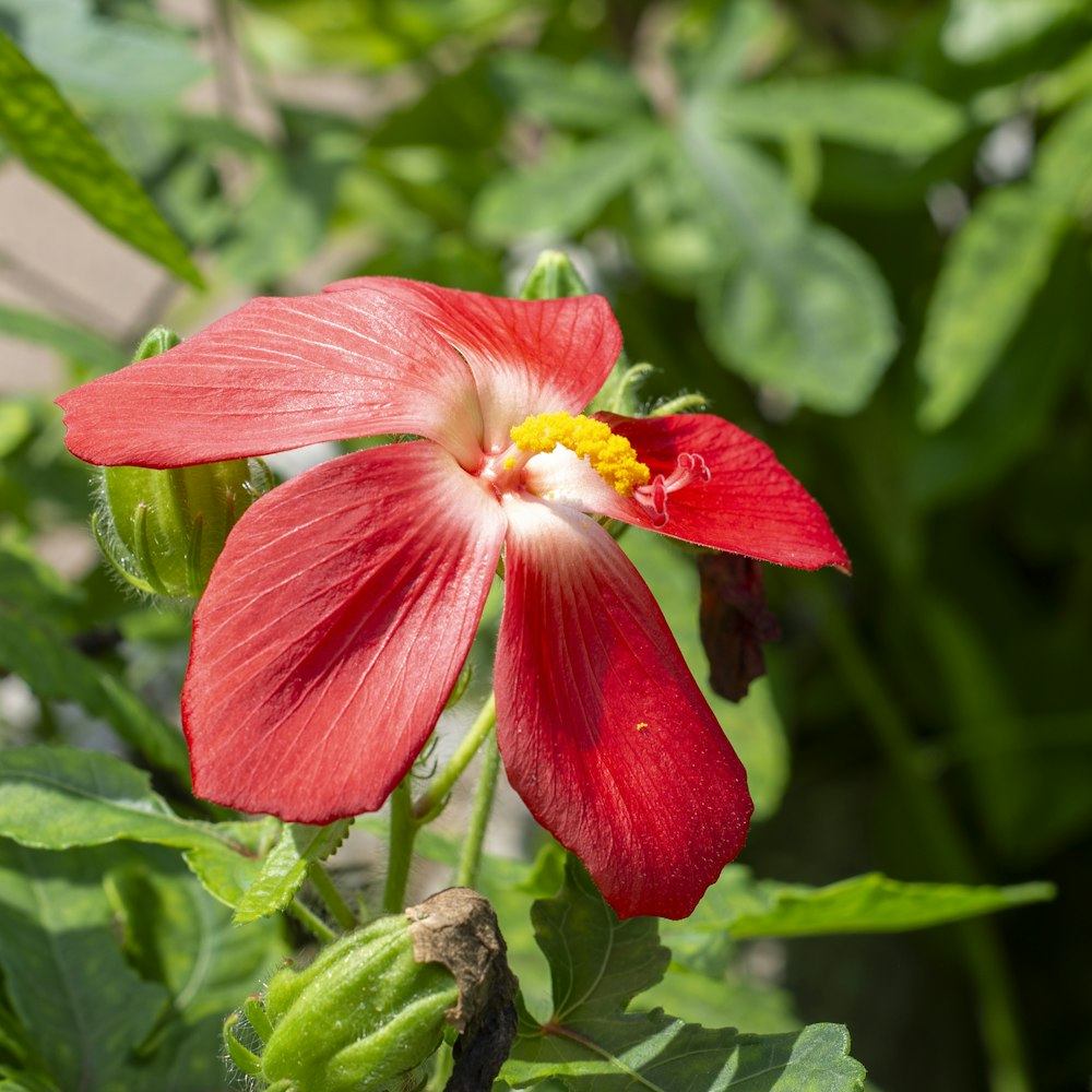 a close up of a red flower with green leaves