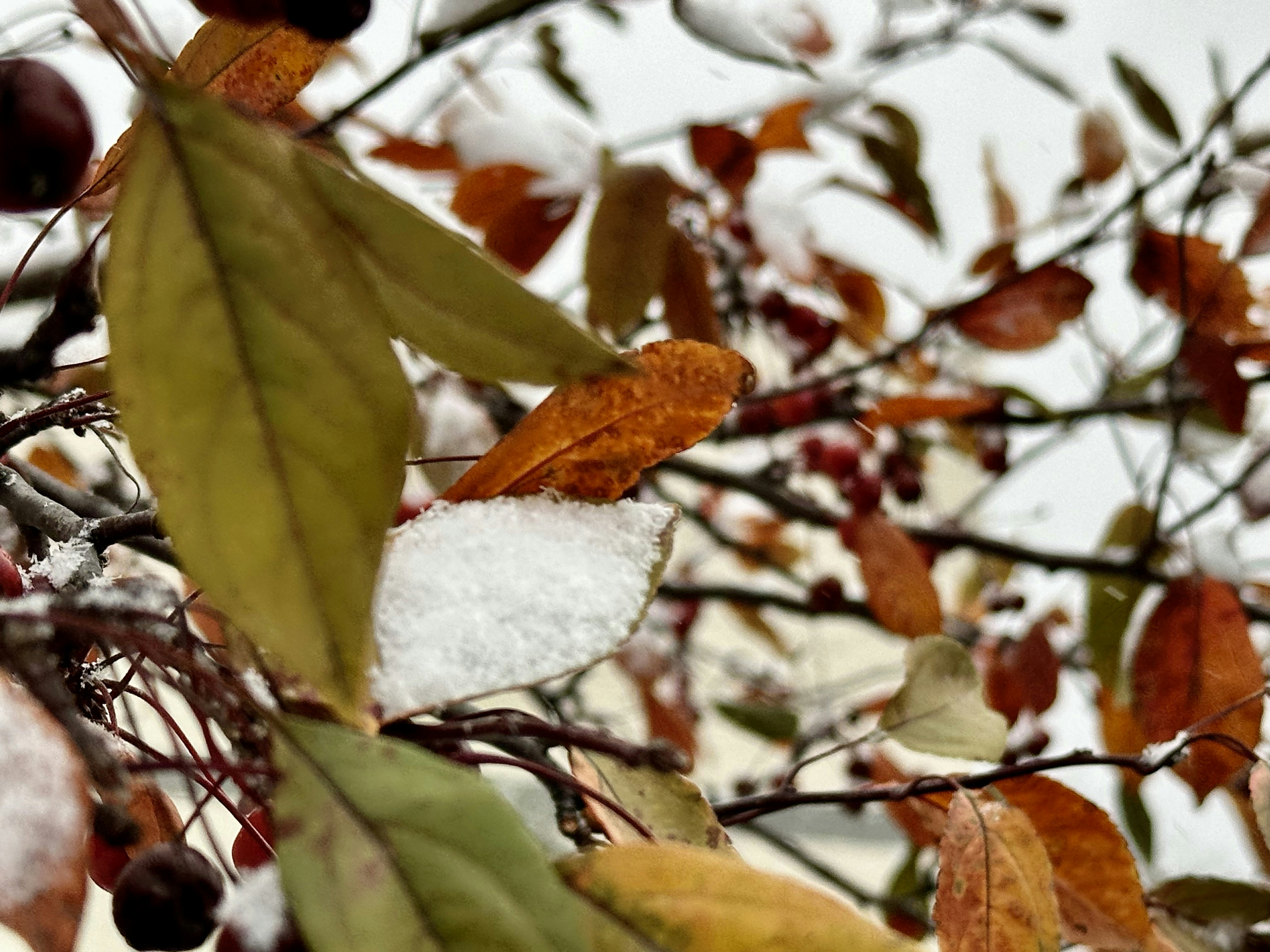 Photo by midkiffaries