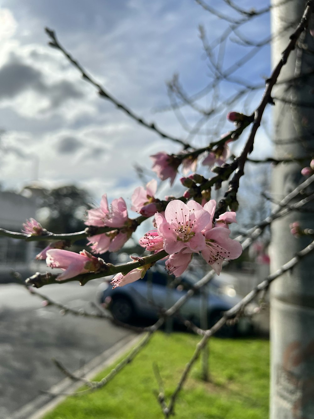 a branch of a tree with pink flowers