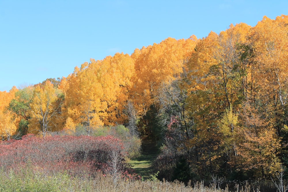 a group of trees that are next to each other