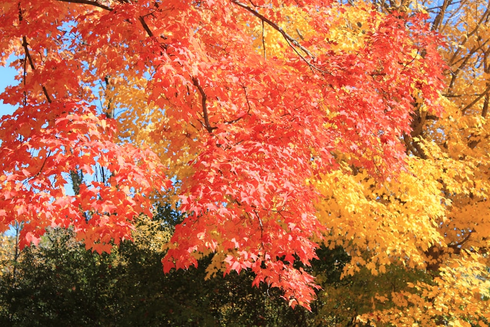 a tree with orange and yellow leaves in the fall