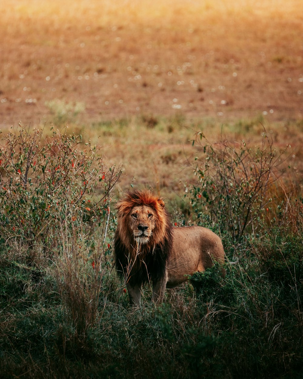 a lion standing in the middle of a field
