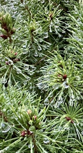 Close-up of vibrant red pine needles with droplets of oil glistening in natural sunlight.