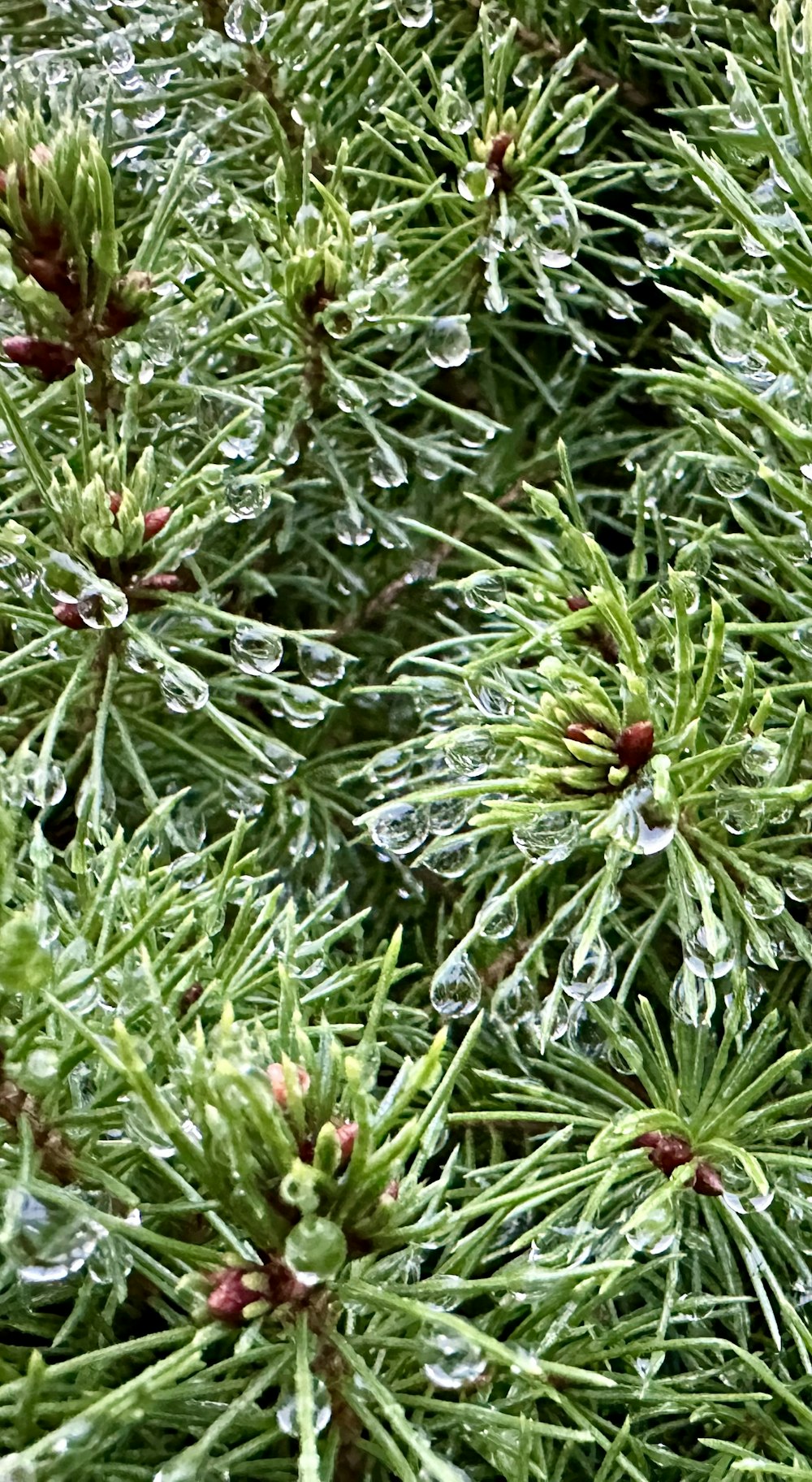 a close up of a pine tree with drops of water on it