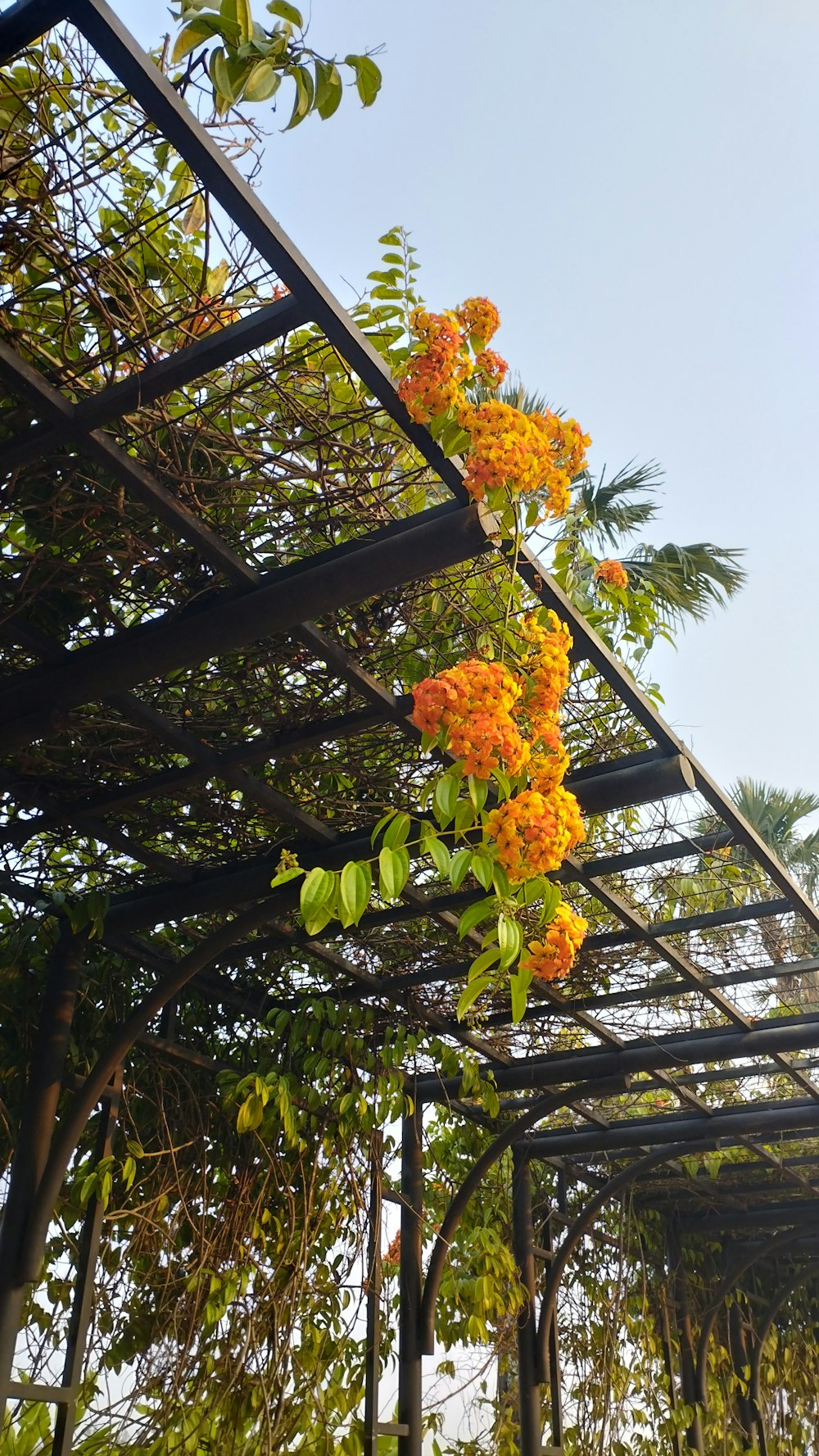 a bunch of orange flowers hanging from a metal structure