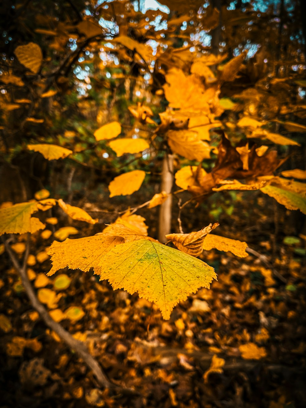 a yellow leaf hanging from a tree in a forest