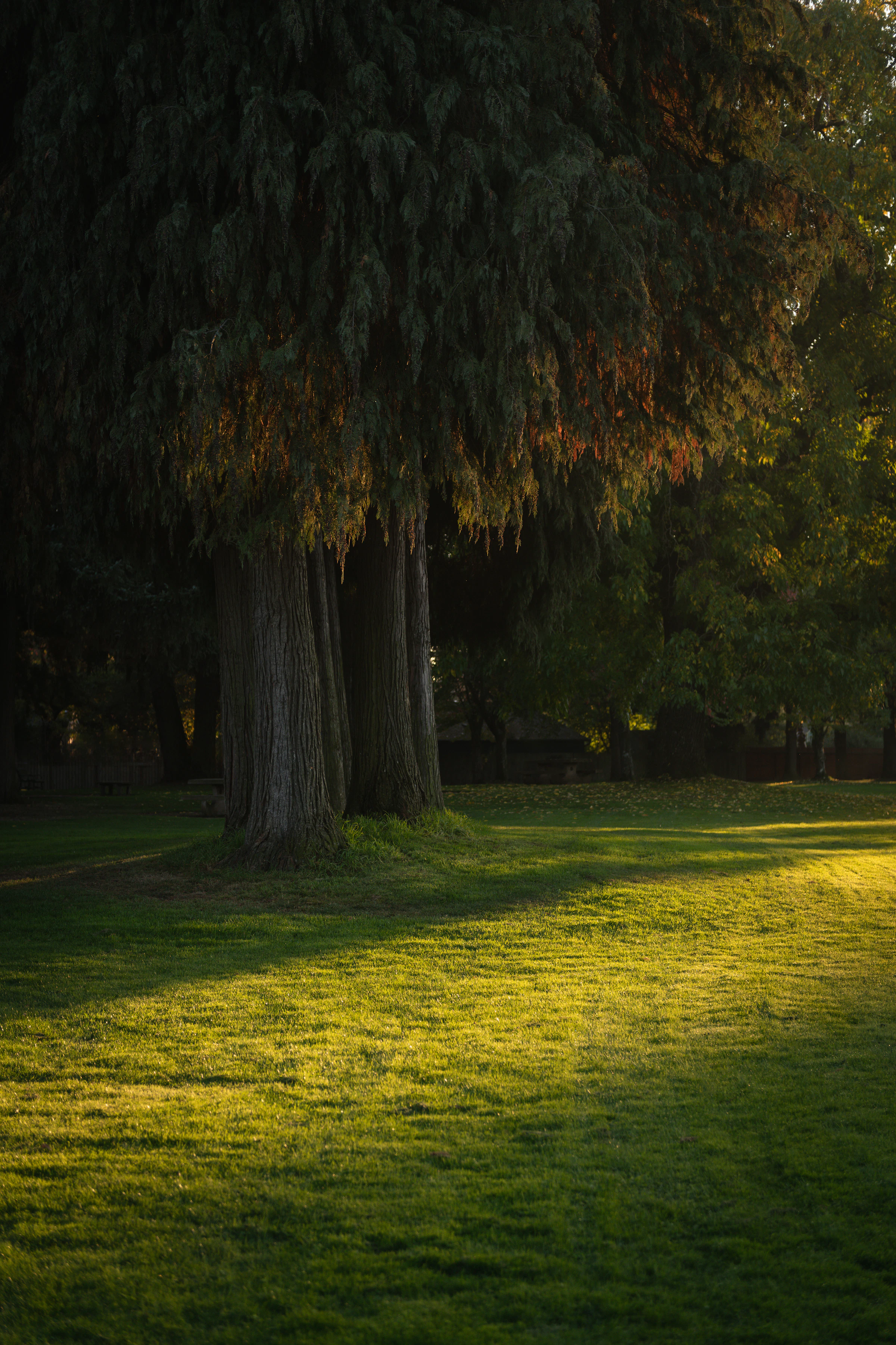 A park at sunset in Eugene, Oregon