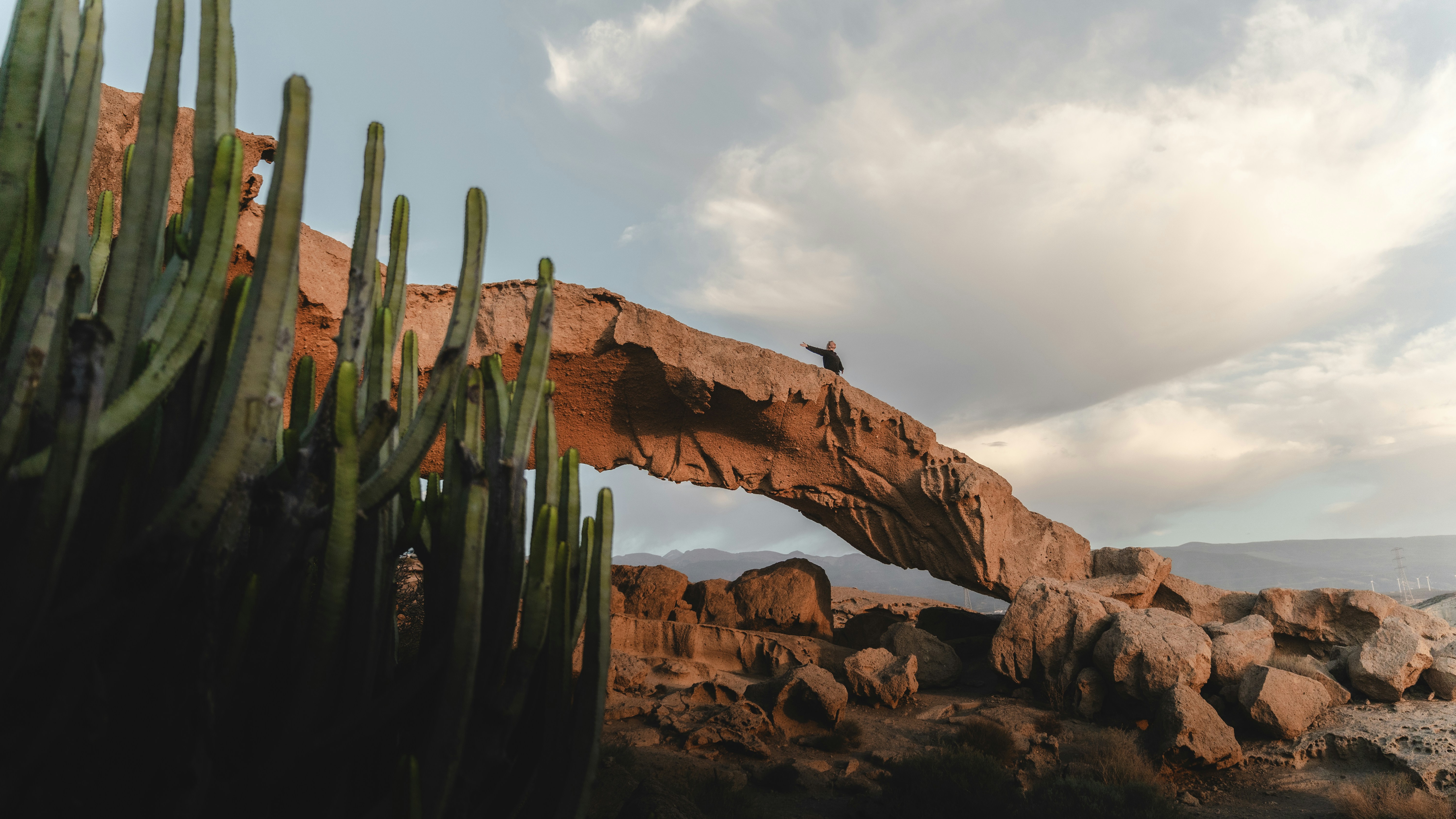 a bird is sitting on a rock near a cactus