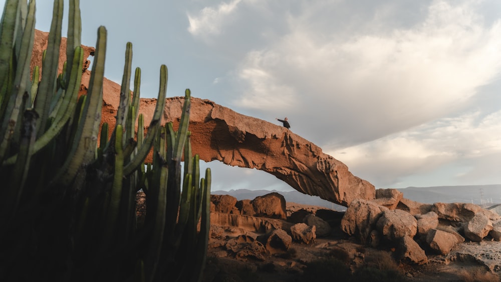 a bird is sitting on a rock near a cactus