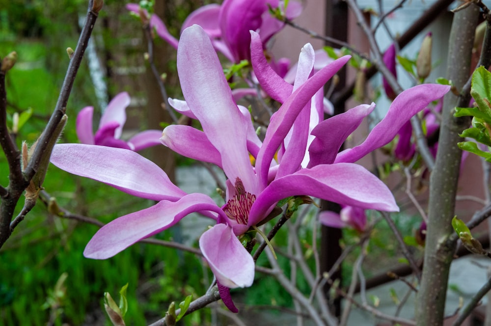 a close up of a pink flower on a tree