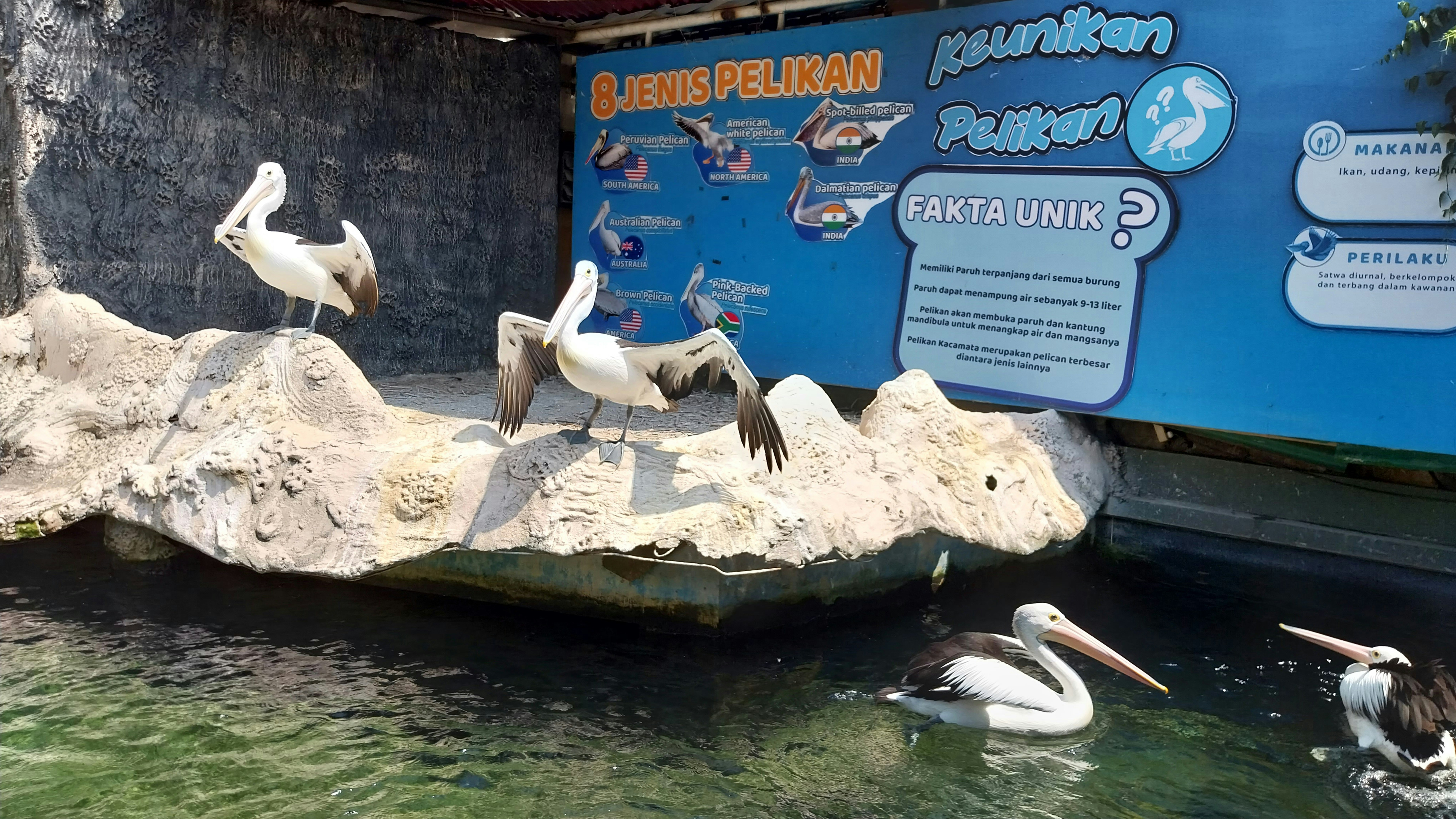sekelompok pelikan duduk di atas batu di dalam air