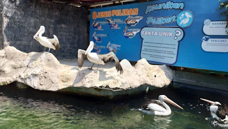 a group of pelicans sitting on a rock in the water
