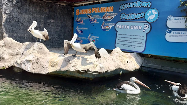 a group of pelicans sitting on a rock in the water