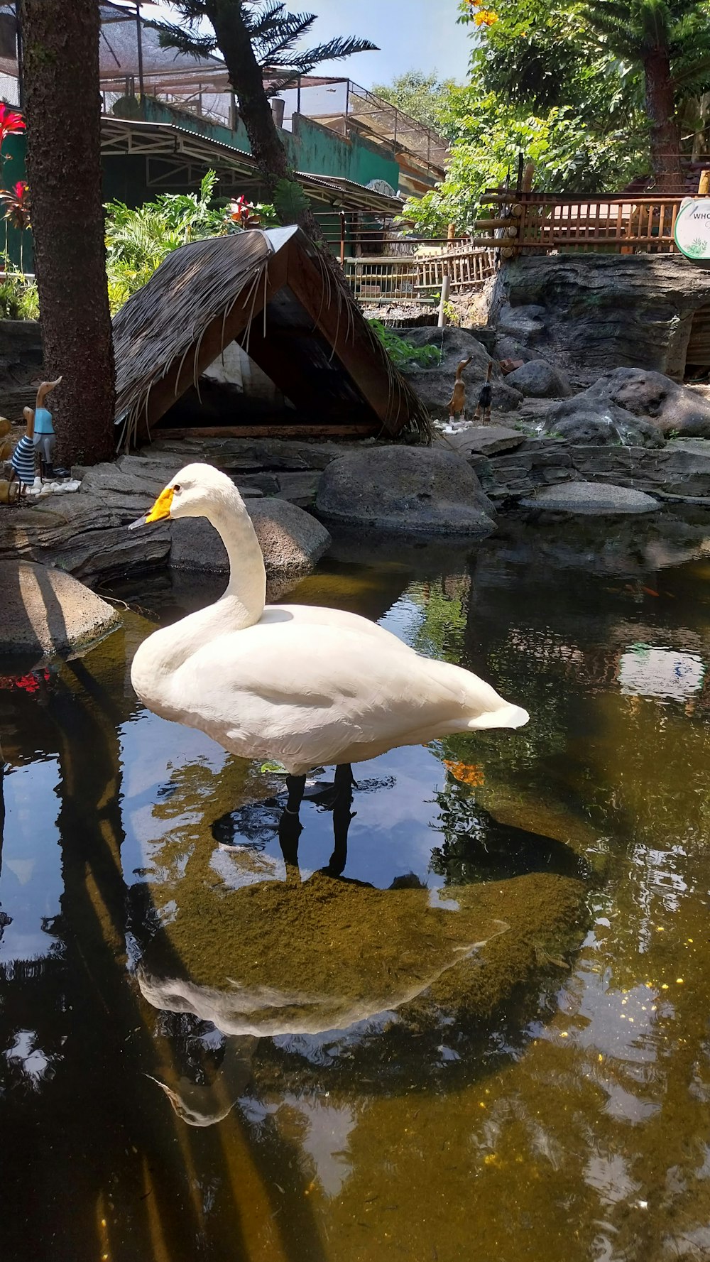 a large white swan standing on top of a body of water