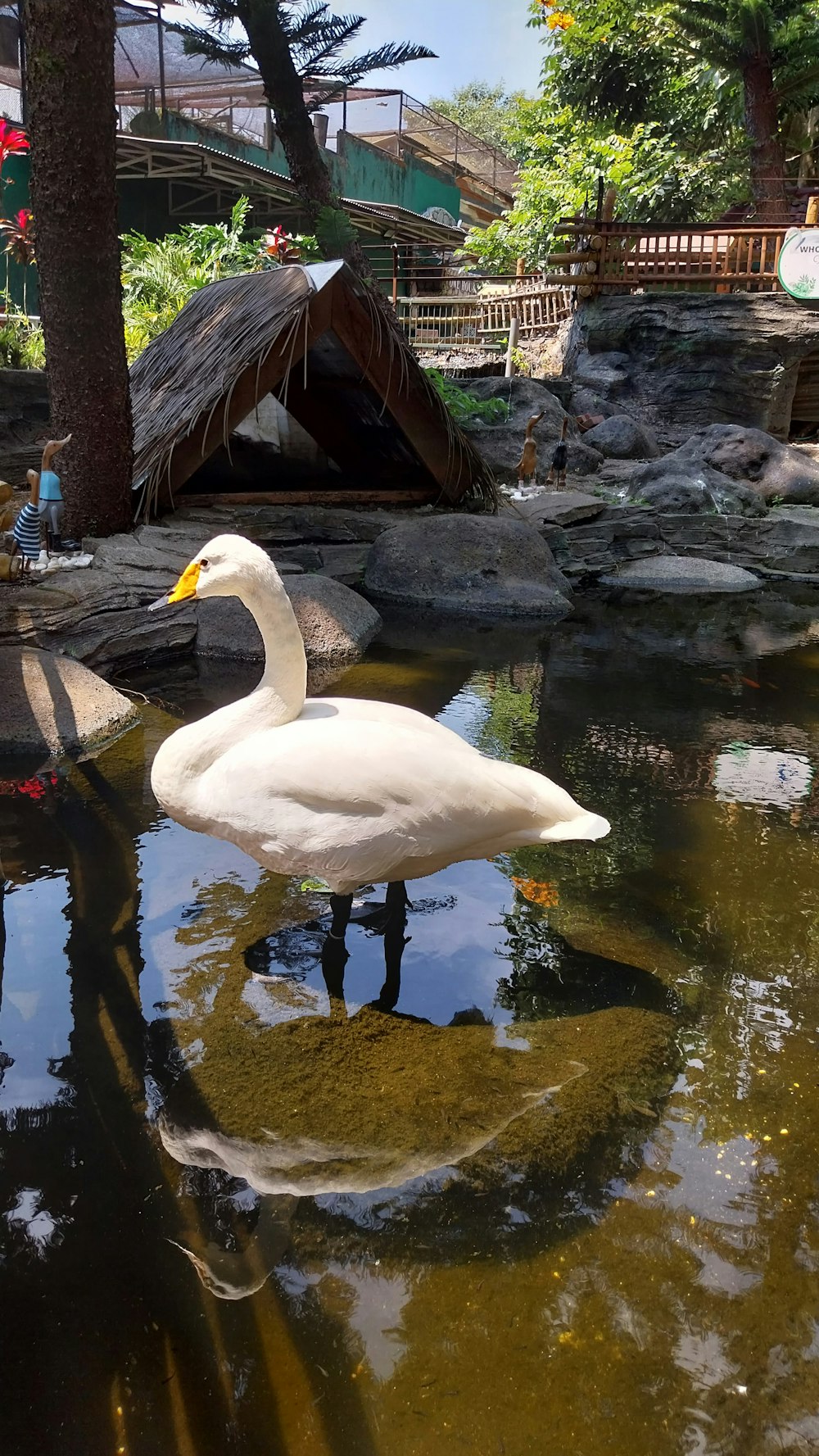 ein großer weißer Schwan, der auf einem Gewässer steht