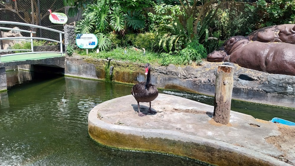 a bird is standing on a rock in the water