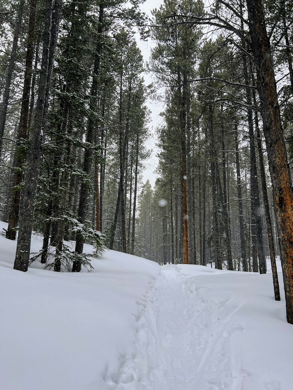 a trail in the middle of a snowy forest