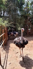 An ostrich stands in the foreground on a dirt path with its head slightly tilted. In the background, there are three more ostriches partially obscured by shadows and foliage. The setting is outdoors with trees and fencing creating a natural enclosure.