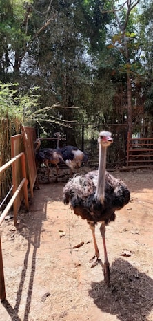 An ostrich stands in the foreground on a dirt path with its head slightly tilted. In the background, there are three more ostriches partially obscured by shadows and foliage. The setting is outdoors with trees and fencing creating a natural enclosure.