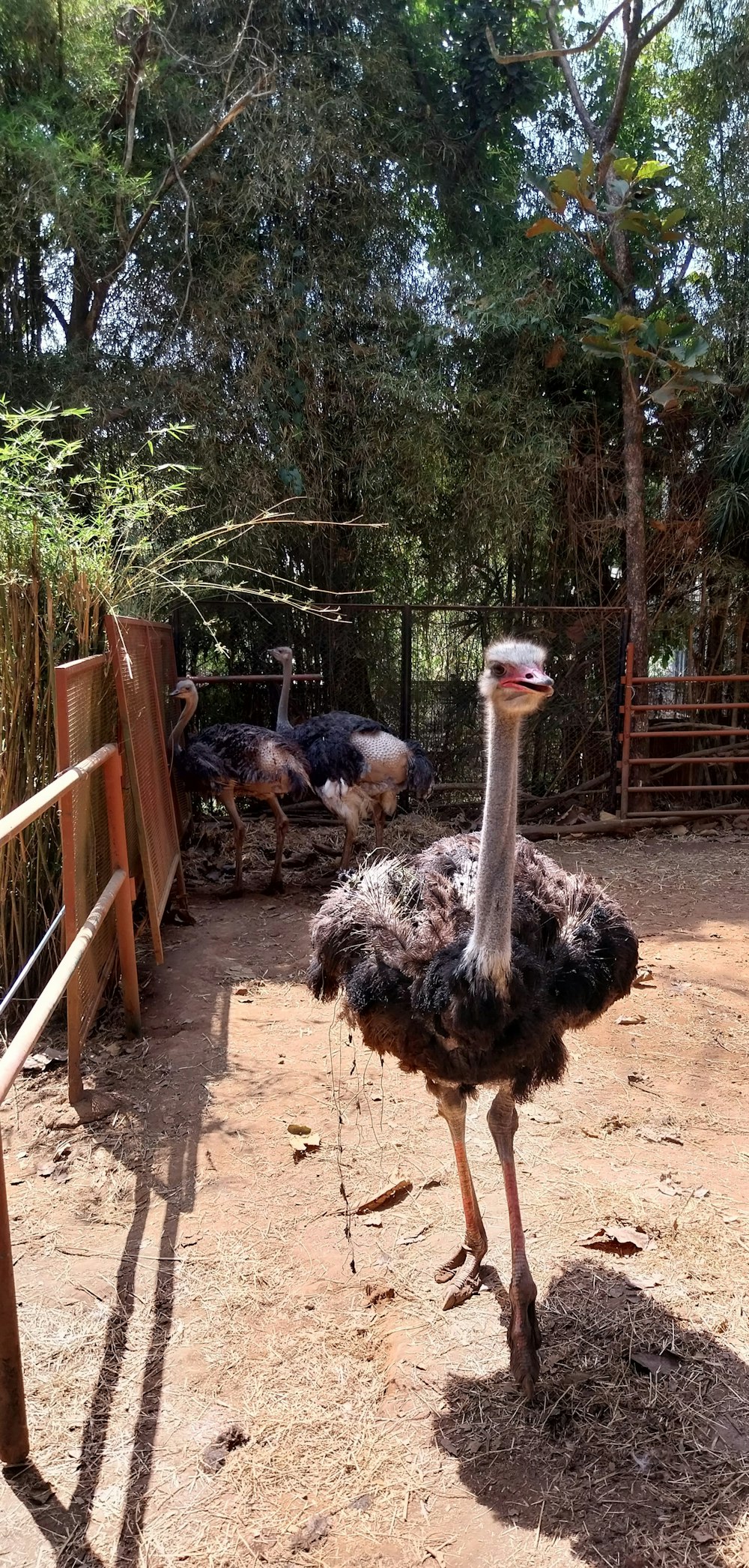 an ostrich standing in the dirt near a fence