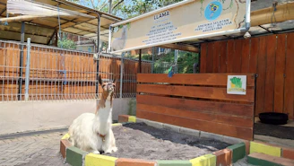 a white and brown llama in a pen at a zoo