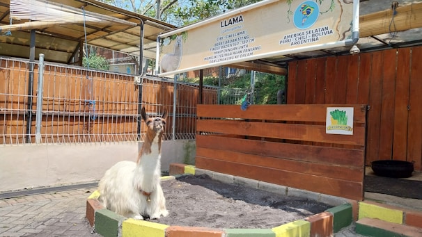 A llama stands in an enclosure with a sign above providing information about llamas. The area is fenced with wood and metal, and there is a shaded section overhead. The llama is positioned on a patch of dirt, surrounded by a low barrier painted in colors. The sign mentions details about the llama's characteristics and habitat.