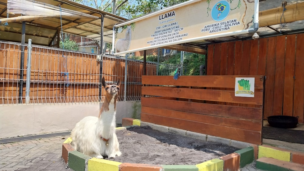 a white and brown llama in a pen at a zoo