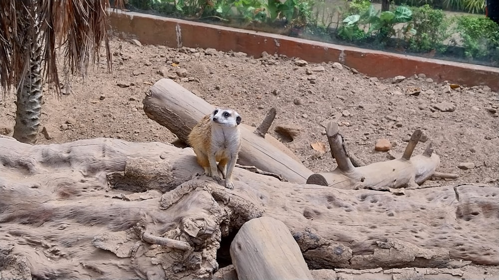a small animal standing on top of a pile of wood