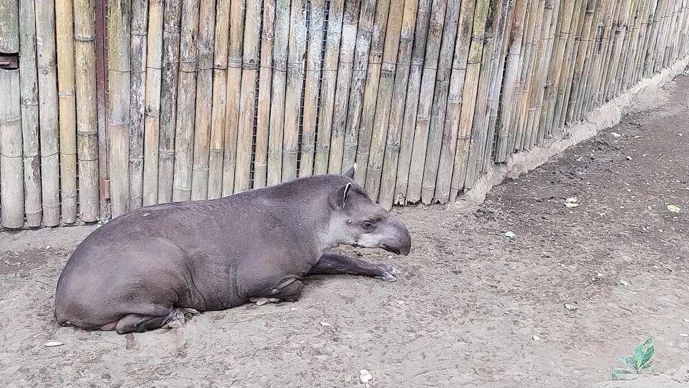 a large gray animal laying on top of a dirt field