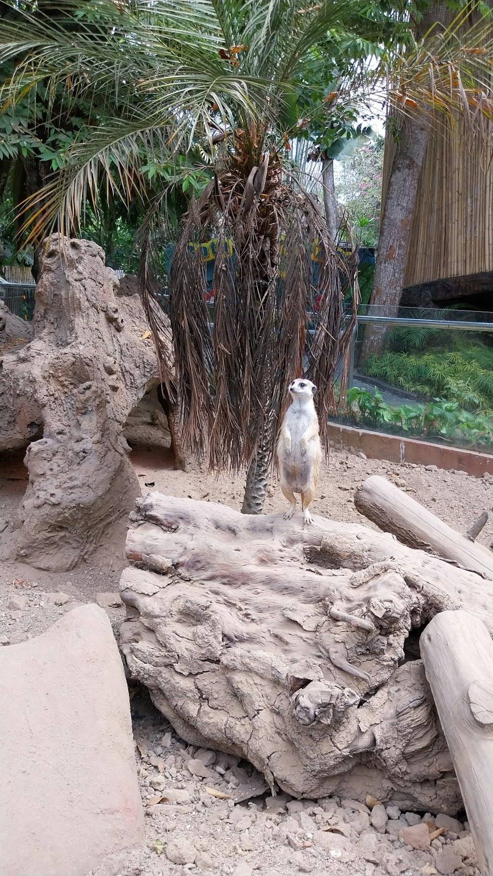 a white bird standing on top of a tree stump