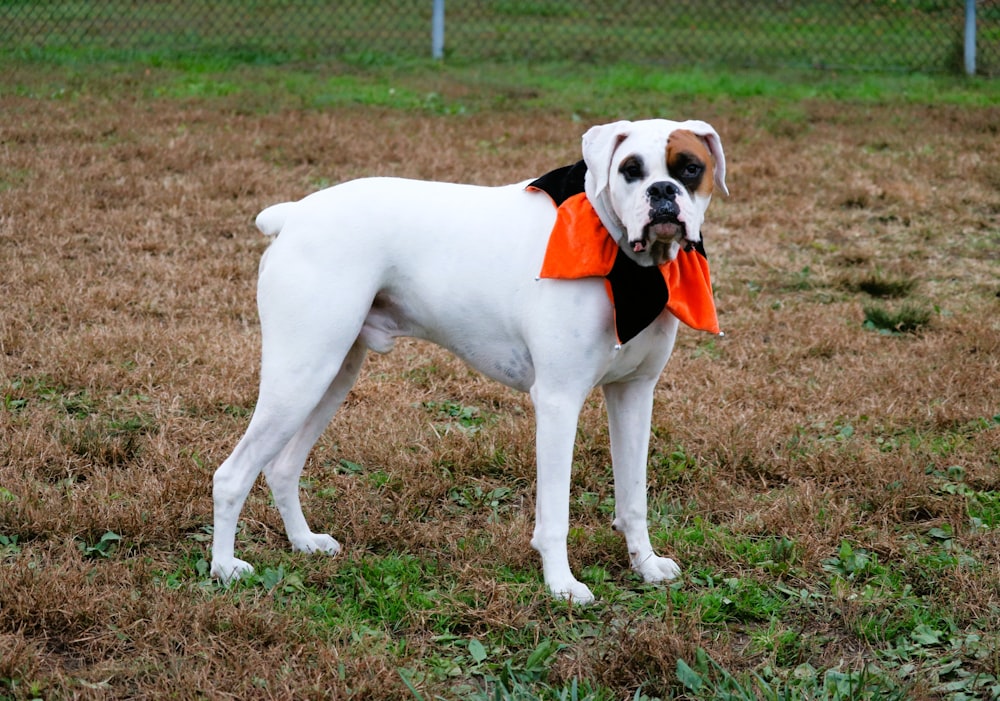 a dog with a scarf around its neck