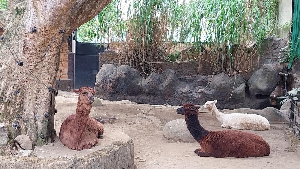 a couple of llamas are sitting under a tree