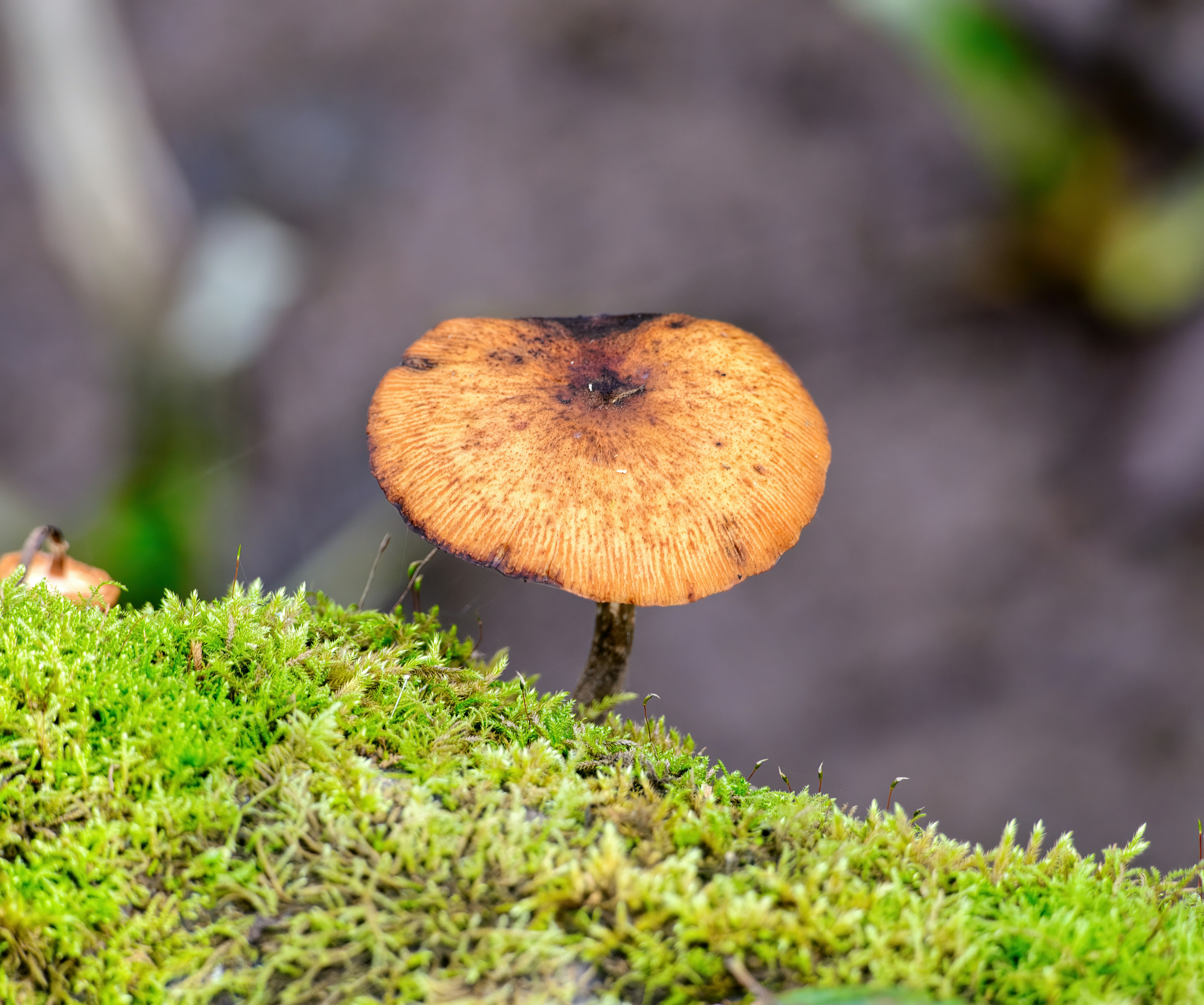 a close up of a mushroom on a mossy surface