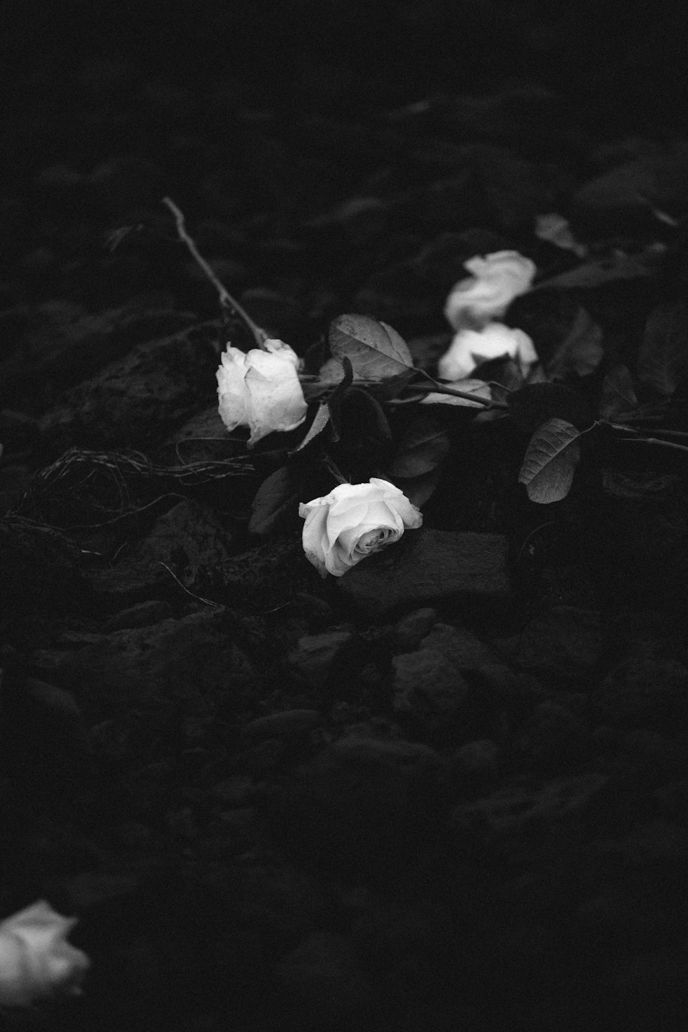 a black and white photo of three white roses