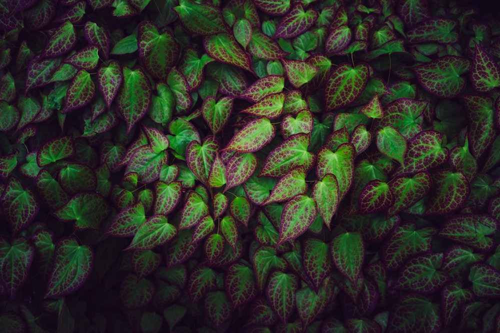 a bunch of green and purple leaves