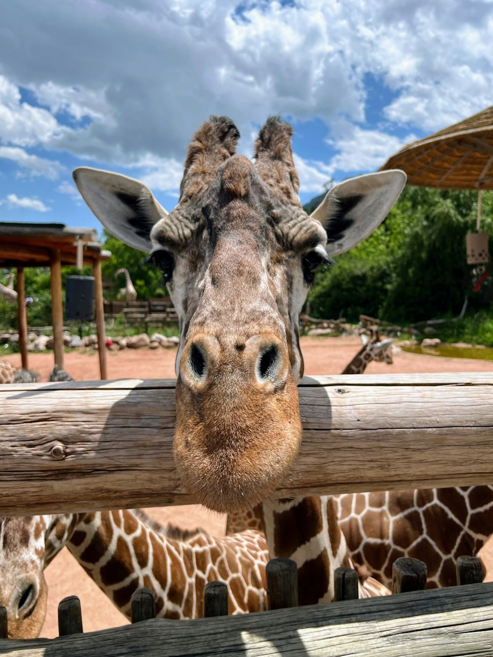 a giraffe sticking its head over a wooden fence