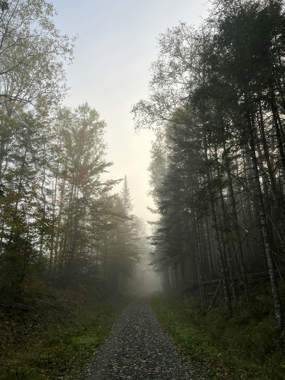 Un camino de tierra en medio de un bosque