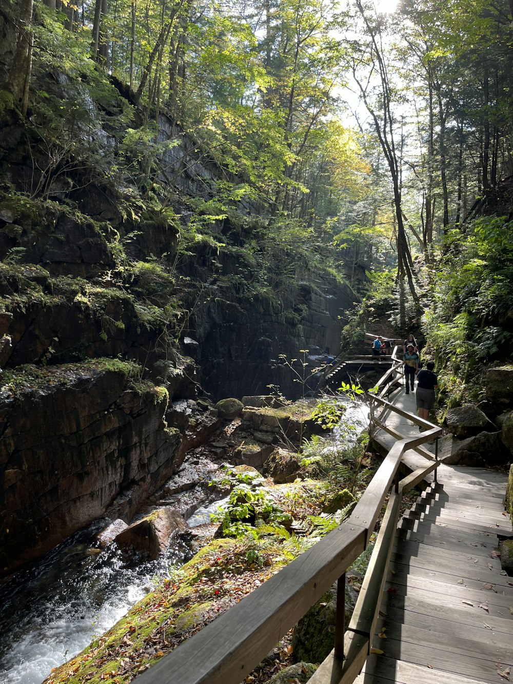 a wooden bridge over a river in a forest