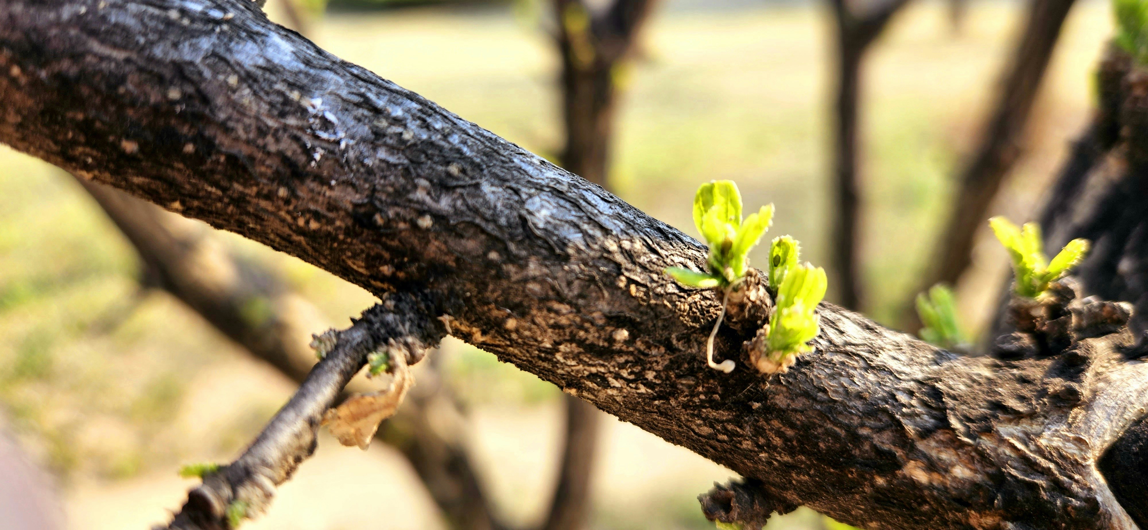 a branch of a tree with small green leaves