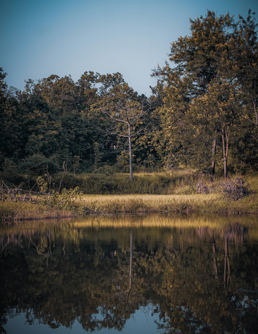 a body of water surrounded by trees and grass