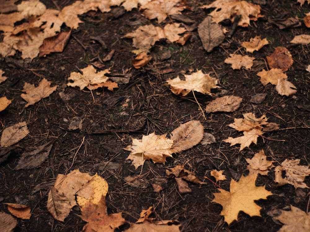 a bunch of leaves that are laying on the ground