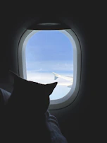 A whimsical illustration of a cat pilot soaring through fluffy clouds.