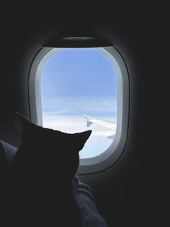 A whimsical illustration of a cat pilot soaring through fluffy clouds.