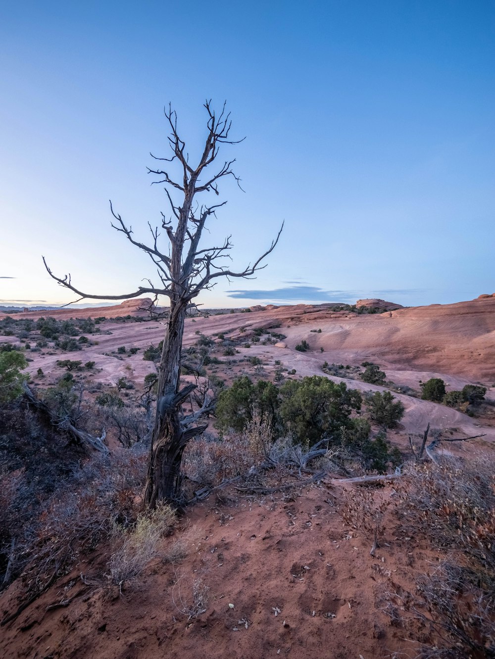 a dead tree in the middle of a desert